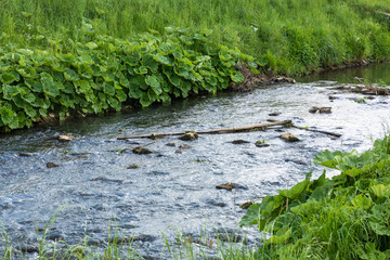 Fototapeta na wymiar water flowing in a river