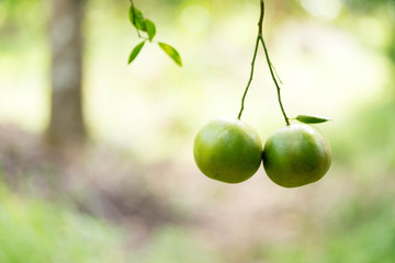 Two tangerines stick together like they're kissing.