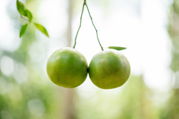 Two tangerines stick together like they're kissing.