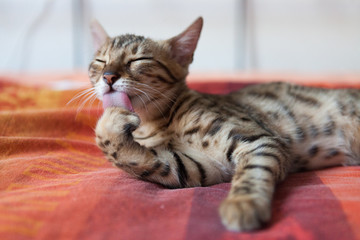 Bengal cat washing itself on bed