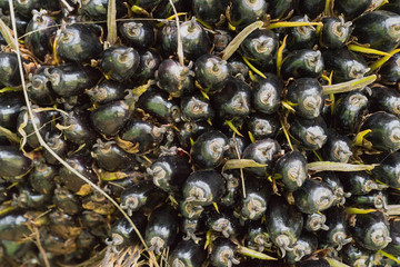 Close up of palm oil
