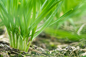 Obraz premium Chives vegetables are side dishes of Pad Thai.