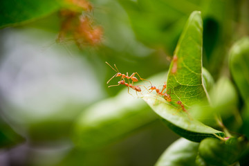 Ants use the body as a bridge between the two leaves.