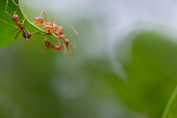 Ants help to connect two leaves.