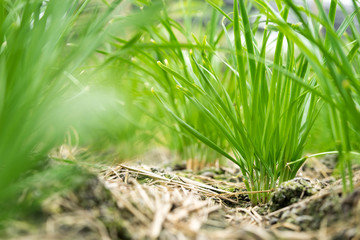 Chives vegetables are side dishes of Pad Thai.
