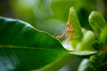 Ants help to connect two leaves.