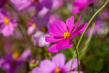 Fototapeta premium 広島県国営備北丘陵公園のコスモス庭園