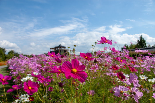 国営備北丘陵公園 Images Browse 46 Stock Photos Vectors And Video Adobe Stock