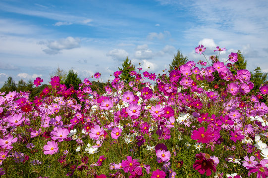 国営備北丘陵公園 Images Browse 46 Stock Photos Vectors And Video Adobe Stock