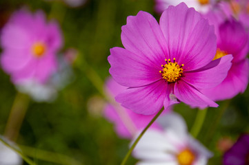 Fototapeta premium 広島県国営備北丘陵公園のコスモス庭園