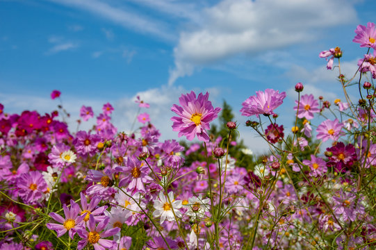 国営備北丘陵公園 Images Browse 46 Stock Photos Vectors And Video Adobe Stock