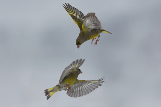 Verdoni comuni in lotta (Chloris chloris)