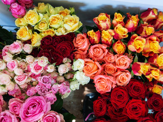 Flowers rose for sale. many beautiful flowers.