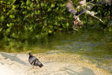 The pigeon, foraging in the morning
