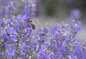 Honigbiene auf Lavendelblüten