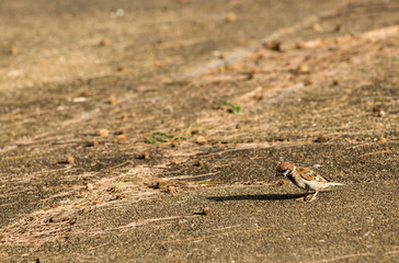 Sparrows who were searching for food, according to the floor in the morning