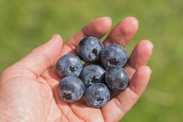 eine Handvoll gepflückte große Heidelbeeren