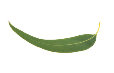eucalyptus leaves isolated