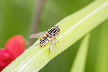 Helophilus Pendulus - Footballer Hoverfly