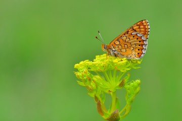 Euphydryas aurinia  196