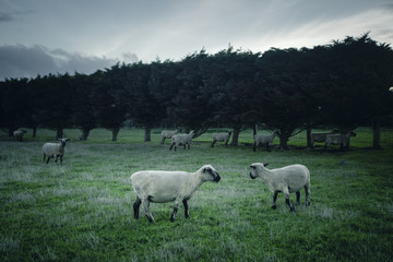 Naklejka na ściany i meble Sheep in Field at Sunset