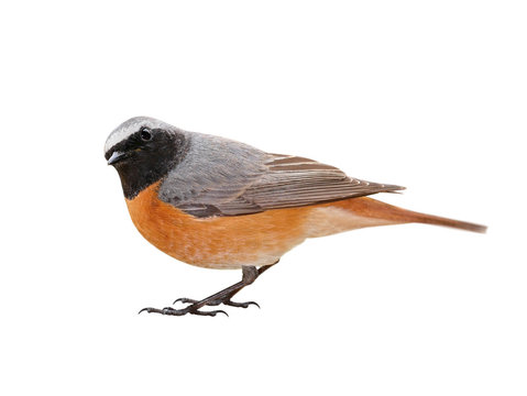 Common redstart (Phoenicurus phoenicurus), isolated on White background