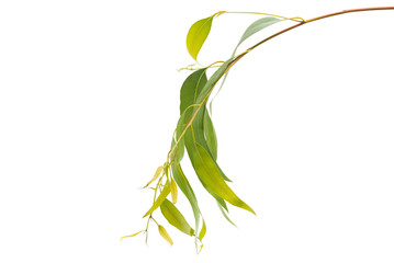 eucalyptus leaves isolated