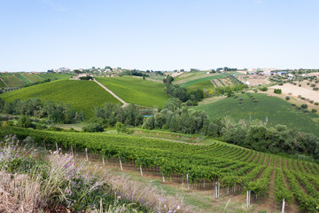 Fototapeta na wymiar bella veduta delle vigne e alberi nelle campagne di italia regione abruzzo