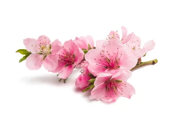 Gordijnen sakura bloemen geïsoleerd © ksena32