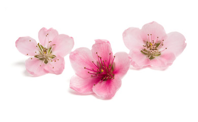 Obraz na płótnie Canvas sakura flowers isolated