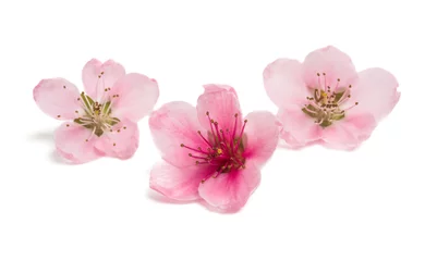 Foto op Plexiglas sakura flowers isolated © ksena32