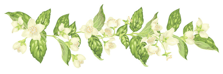 Horizontal decor elements with jasmine flowers bloom branches in realistic graphic vector illustration