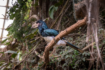 Fototapeta premium series of photos depicting various species of birds and amphibians.