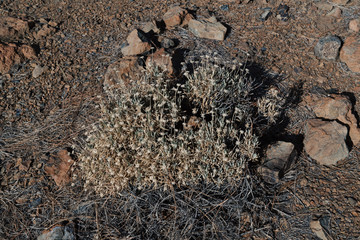 Dry grass in the desert