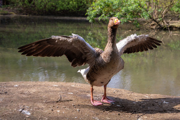 series of photos depicting various species of birds and amphibians.