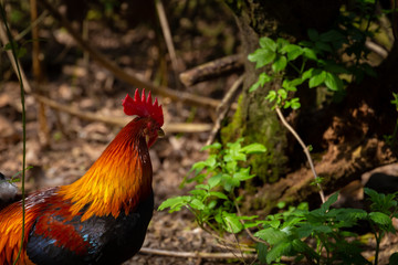 series of photos depicting various species of birds and amphibians.