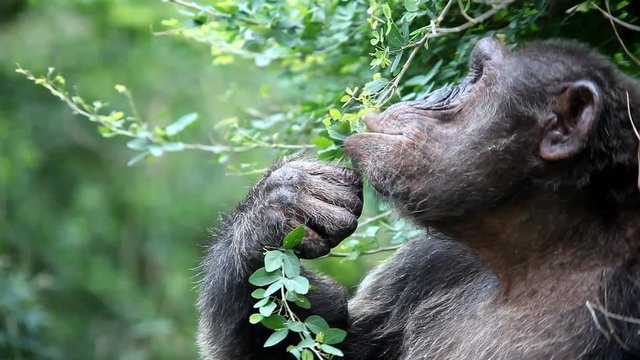 Chimpanzee eating a leaf