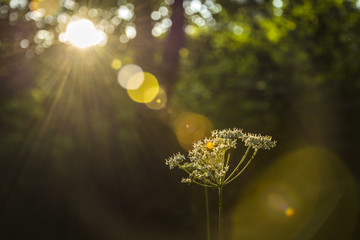 Wild single fennel lit by sun rays - obrazy, fototapety, plakaty