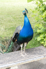 Fototapeta premium Peacocks at the Bagatelle Park, Paris