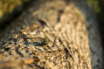 Dragonfly sitting on a tree trunk