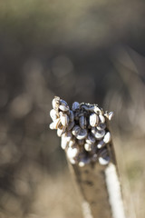 congestion of snails on a vertical branch