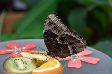 Biosphäre Potsdam, tropischer Schmetterling