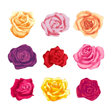 Set of beautiful bright colorful rosebuds isolated on white