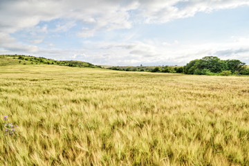 Field of wheat amid the mountains, summer landscape