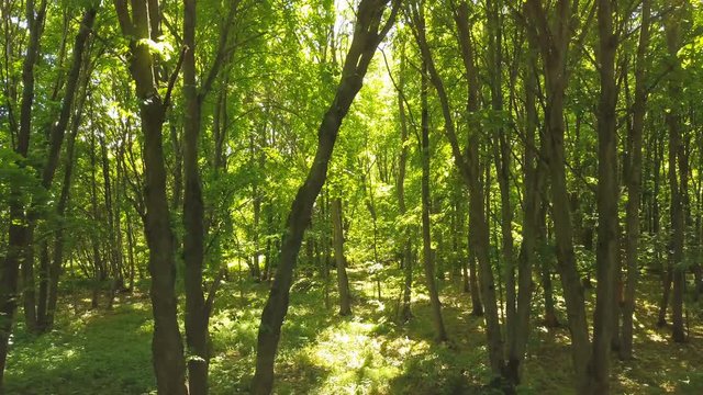 4K  Aerial. Fly  inside summer  sunny wood. Trees with  green leaves. 