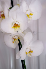 Fototapeta na wymiar Flower background with orchid flowers. Flowers sale.
