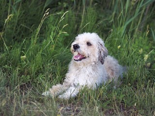 Lagotto Romagnolo dog