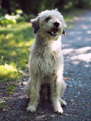 Lagotto Romagnolo dog
