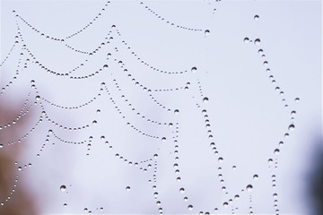 Closeup drops in Spiderweb