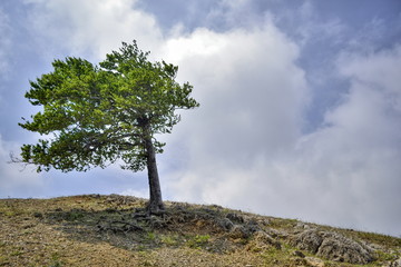 Lonely tree on the hillside amid the clouds and the sky